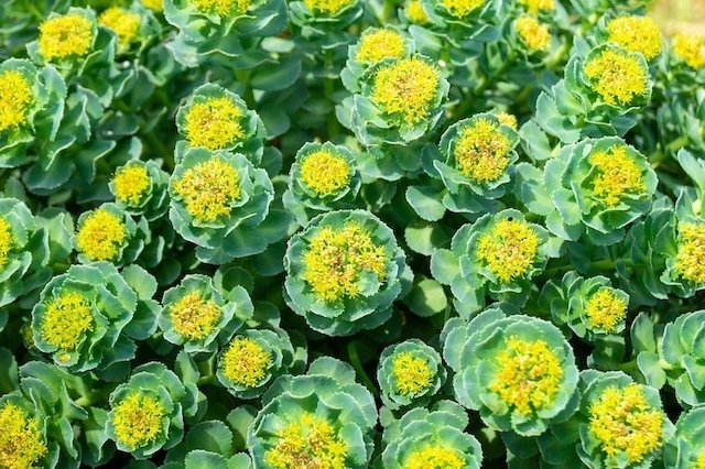 Rhodiola rosea